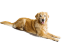 home_zoo_counter_1